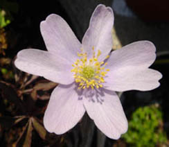 Anemone nemorosa